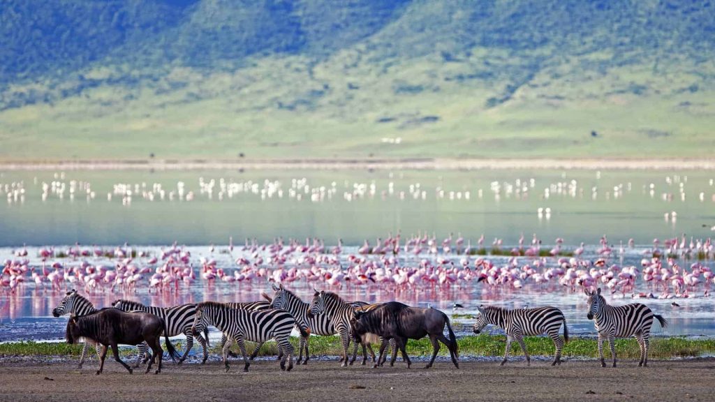 Ngorongoro crater safaris