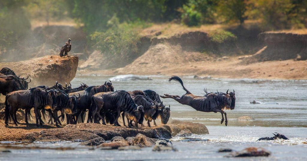 safari-serengeti-national-park expereince