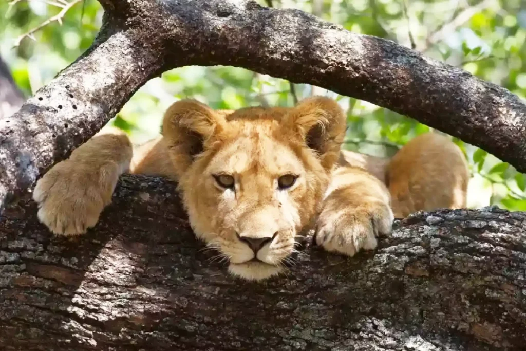 3-Day Tarangire, Lake Manyara and Ngorongoro Safari